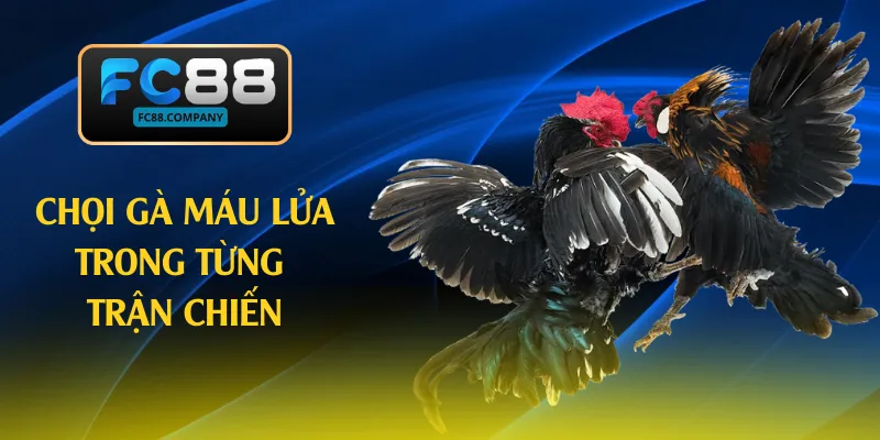 Chọi gà máu lửa trong từng trận chiến